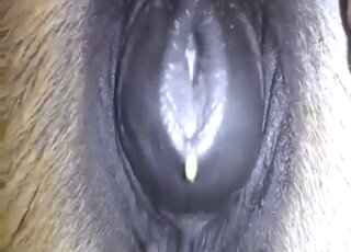 Stallion animal xxx