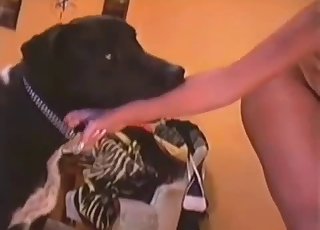 Good dark doggy is enjoying bestiality XXX