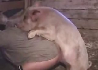 Cute small pig fucked a perverted farmer