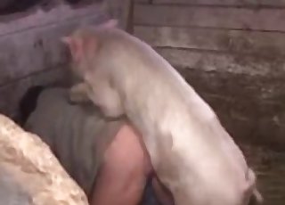 प्यारे छोटे सूअर ने एक बिगड़े हुए किसान के साथ सेक्स किया