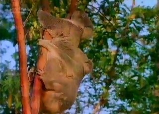Kinky koalas fucking in the tree