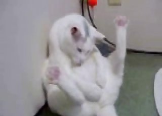 Pussy playing with its pussy
