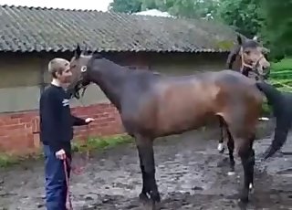 Stunning brown stallions having bestiality sex
