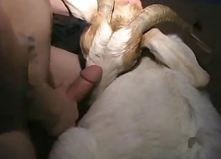 Kecske kóstolja meg a megrakott kolbászomat