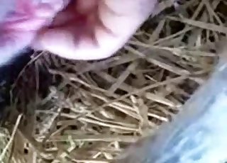 POV action with a wet pussy animal