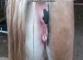 Nærbillede med sexmisbrugere fra zoologisk have