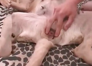 Sexy white doggy is enjoying bestiality XXX