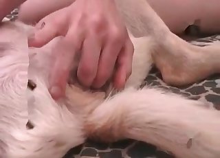 Sexy white doggy is enjoying bestiality XXX