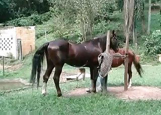 Horny young horses in the amateur bestiality action