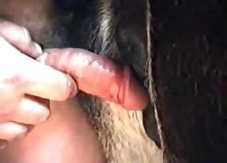 Shoving my hard dick in animal tight ass