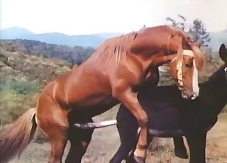 Muscled brown stallion is screwing a horse