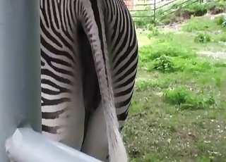 Let's just stare at zebra pussy here