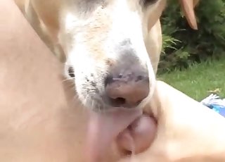 Cute dog licks my loaded hard boner
