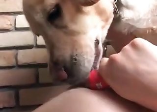 Sweet doggy is licking a face of an Asian zoophile