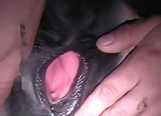 Passionate bestiality up close