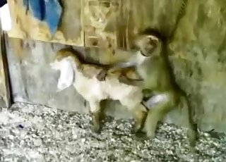 That monkey is a fucking rapist