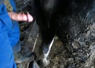 Black horse fucked by a farmer