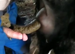 Black horse fucked by a farmer