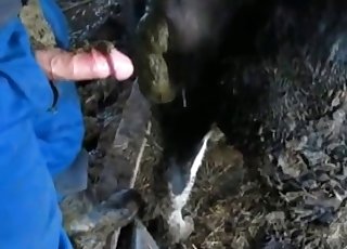 Black horse fucked by a farmer