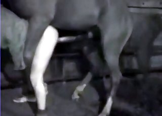 Dude gets destroyed by a horse