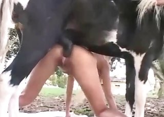 Nice stallion fucks her crack with love