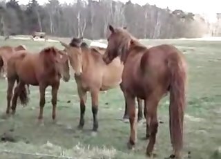 Des chevaux décident de s'adonner à des relations sexuelles forcées