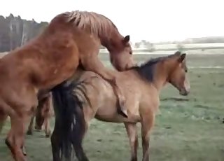 Koně se rozhodnou užít si trochu nuceného sexu