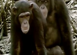 Monkeys enjoying hardcore sex