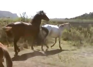 갈색과 흰색 조랑말이 성관계를 갖는 모습