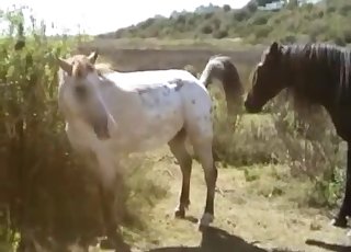 Brązowo-białe kucyki uprawiające seks