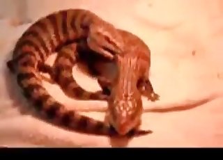 Two lizards having amazing bestiality sex