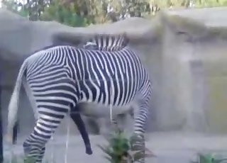 Zebra has extremely massive boner