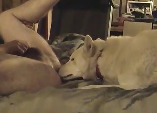 White dog slowly licks my asshole in bed
