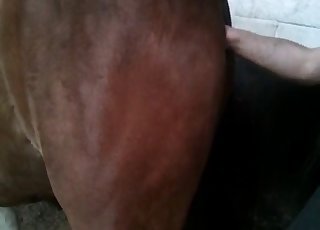 گھوڑے کی گدی میں میری بھری ہوئی ہڈی کو جھاڑنا