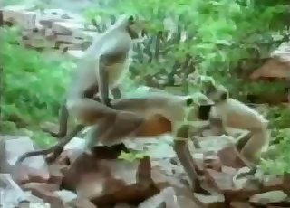 Stunning small monkeys have amazing outdoor sex