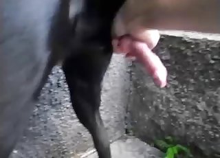 Dog's red cock looks fucking perfect