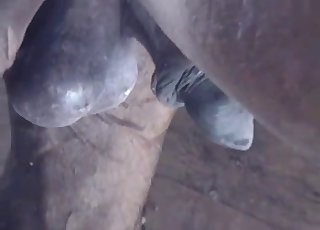 Beautiful cock shown up close