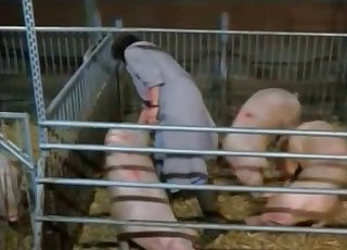 Disgusting amateur bestiality sex with a pig