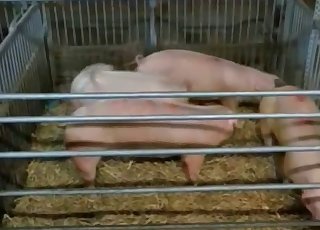 Walgelijke amateuristische bestialiteitsseks met een varken