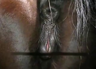 Timid dog sucks on his cock