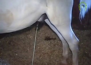 Horse shows off its wonderful cock