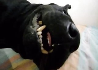 Black dog turns real aggressive
