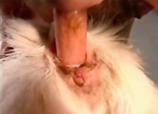 Big white doggy hardly drilled by fat cock