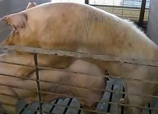 Two pigs have amazing doggy style sex