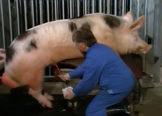 Two pigs have amazing doggy style sex