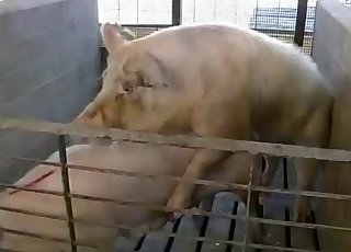 Two pigs have amazing doggy style sex