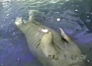 Pointy and hard dick of a sea beast