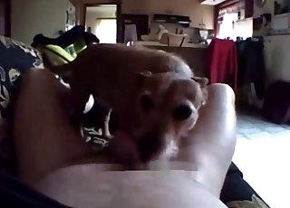 Cute trained doggy licked a gorgeous dick
