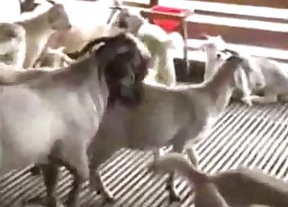 Goats starring in the GOAT zoo vid