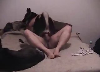 Dog rides on a boner in cowgirl pose